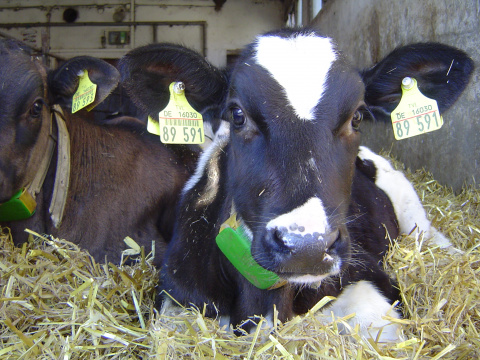 DSC07399.JPG, Bild: Doris Halfter