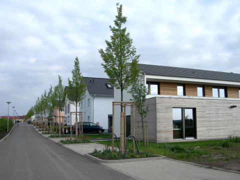 Baumreihe am Amploniusweg, Bild: Heike Roos