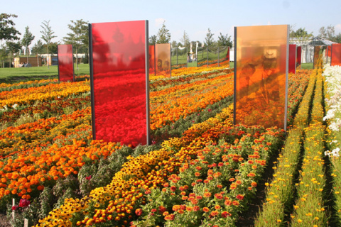 Mythos Blumenstadt - die Blumenfelder bei Erfurt, Bild: Ulrich Ihle
