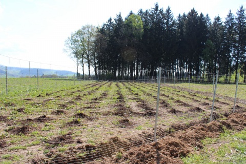 Aufforstung Deponie Müss, Bild: Andrea Ziegenrücker