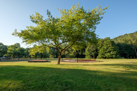 Eschen-Ahorn am Brunnenrondell, Bild: Nico Stengert