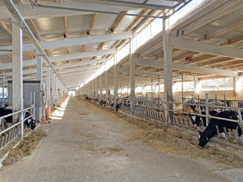 Dorfilm_Kälberstall, Bild: Doris Halfter